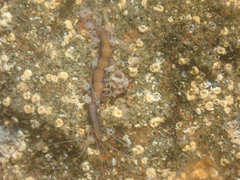 Amblyosyllis
