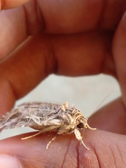 Spodoptera littoralis