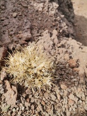 Dasyochloa pulchella