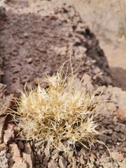 Dasyochloa pulchella