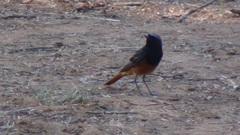 Phoenicurus ochruros