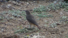 Phoenicurus ochruros