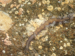 Amblyosyllis