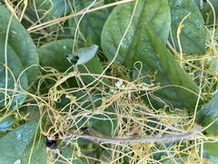 Cuscuta sandwichiana