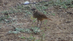 Phoenicurus ochruros