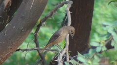 Phoenicurus ochruros