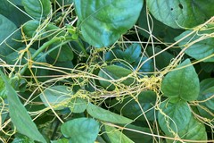 Cuscuta sandwichiana