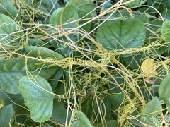 Cuscuta sandwichiana