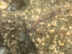 Amblyosyllis