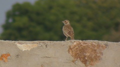 Mirafra erythroptera