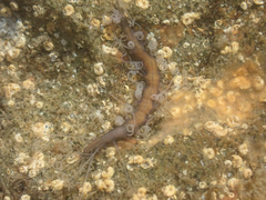 Amblyosyllis