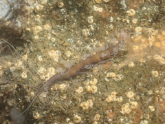 Amblyosyllis