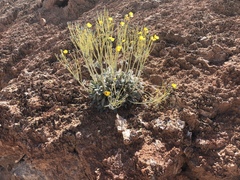 Arctomecon californica