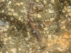 Amblyosyllis
