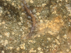 Amblyosyllis