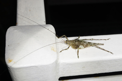 Acanthodis curvidens