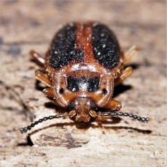 Epipocus cinctus