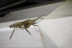 Acanthodis curvidens