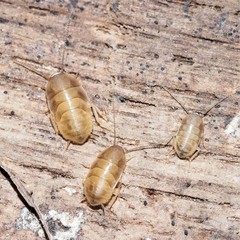 Compsodes schwarzi