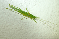 Caulopsis