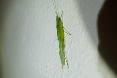 Caulopsis