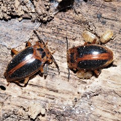 Epipocus cinctus