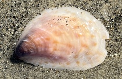 Crepidula onyx