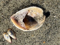 Crepidula onyx