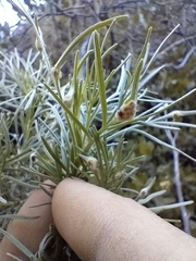 Aceria paracalifornica