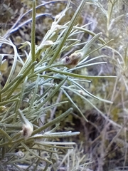 Aceria paracalifornica