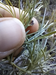 Aceria paracalifornica
