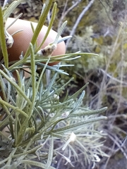 Aceria paracalifornica
