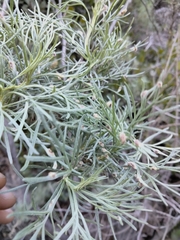 Aceria paracalifornica