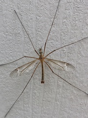 Tipula praecisa