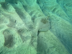 Pleuronichthys ritteri