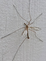 Tipula praecisa