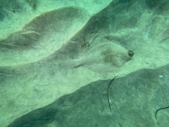 Pleuronichthys ritteri