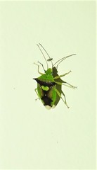 Sastragala versicolor