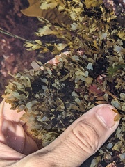 Dictyopteris undulata