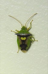 Sastragala versicolor