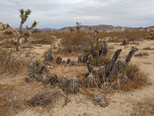 Yucca schidigera