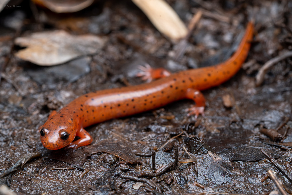 Mud Salamander