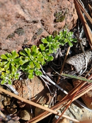Antennaria suffrutescens