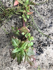 Chenopodium robertianum