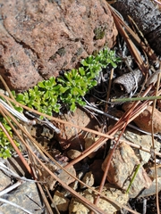 Antennaria suffrutescens