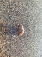 Nassarius fossatus