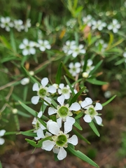 Leptospermum morrisonii