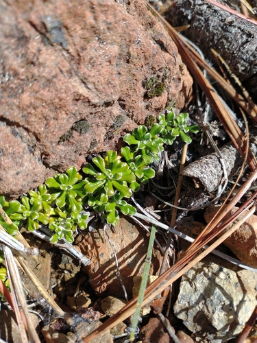 Image of Evergreen Everlasting (Antennaria suffrutescens) by no rights reserved