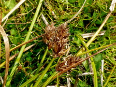 Carex trachycarpa