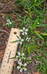 Leptospermum morrisonii